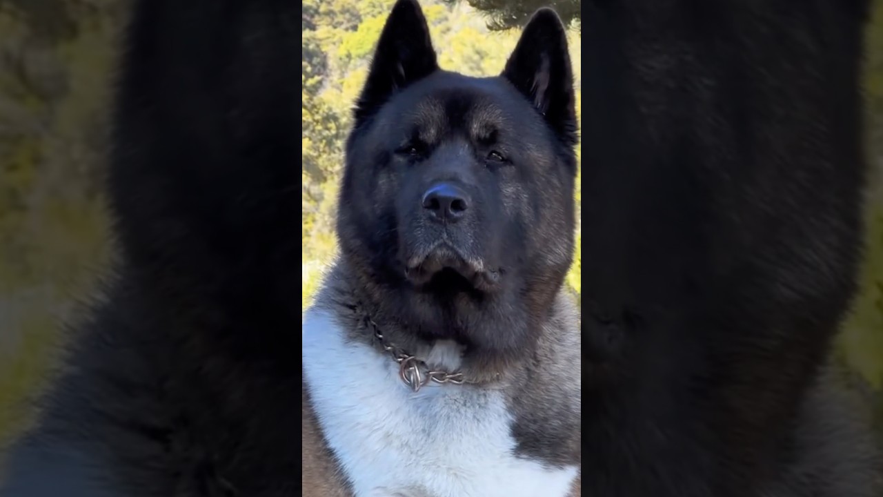 introducing the american akita. #shorts