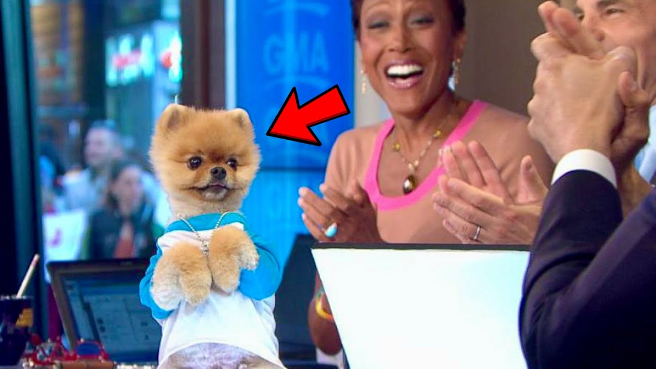 Best Animal Videos Ever (Part 3)