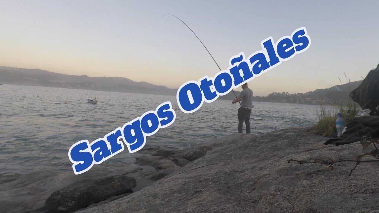 SARGOS A BOYA EN Otoño                    #sargo #sargoaboya #rockfishing #pesca  #fish