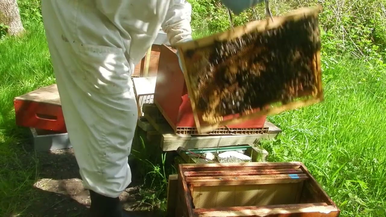 Division de ruches après la récolte de miel aux abeilles de la forêt renouveler ses colonies