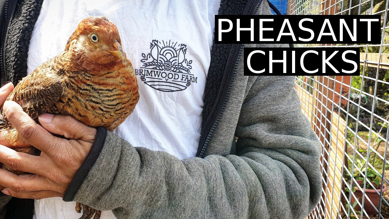 I Hatched Golden Pheasant CHICKS | 100 Days of Farming (Day 60)