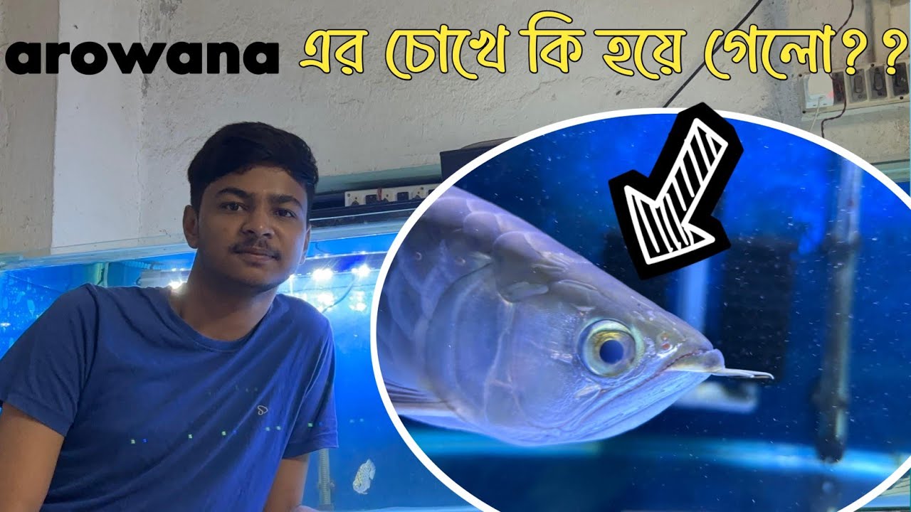 Arowana এর এটা কি হয়ে গেলো?😔 খুব শ্রীঘ্রই এর treatment করা শুরু করলাম ।।