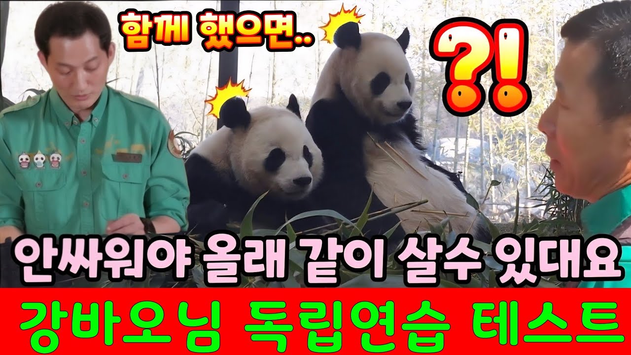 2026년 2월 25일 루이 후이 테스트 중.. 미리 보는 전지적 할부지 시점 강바오 님께서 직접 말씀해 주십니다 루이바오 후이바오 독립!