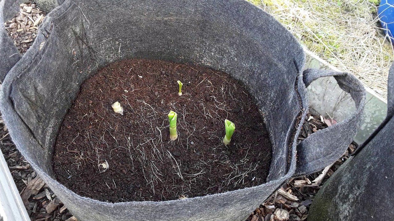 Allium Leaf Miner Leek Experiment Update ♻️Look What Happens To Leeks When Cut Above The Roots (509)