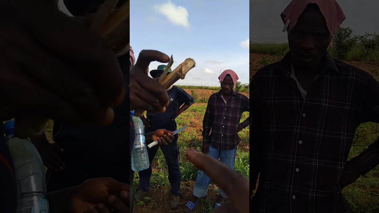 Comment couper les boutures de manioc