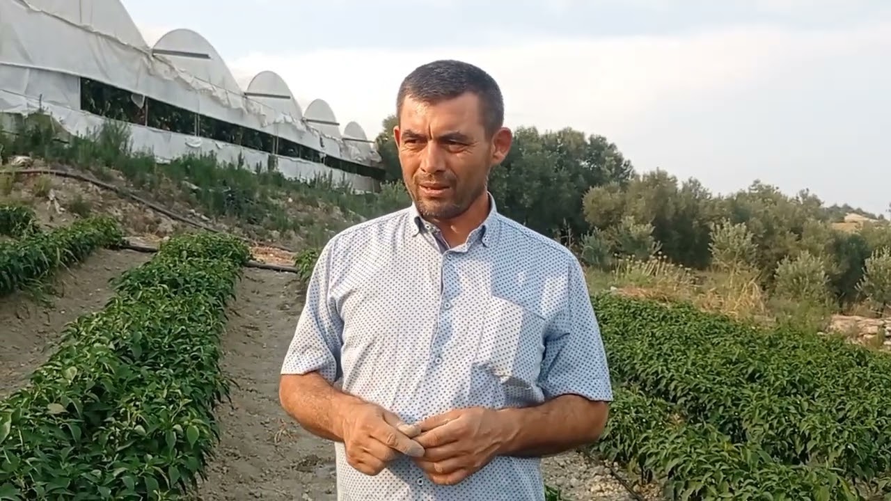 Jalapeno turşuluk acı biber yetiştiriciliği.Turşuluk biber maliyeti kaç para.#tarım #keşfet #çiftçi