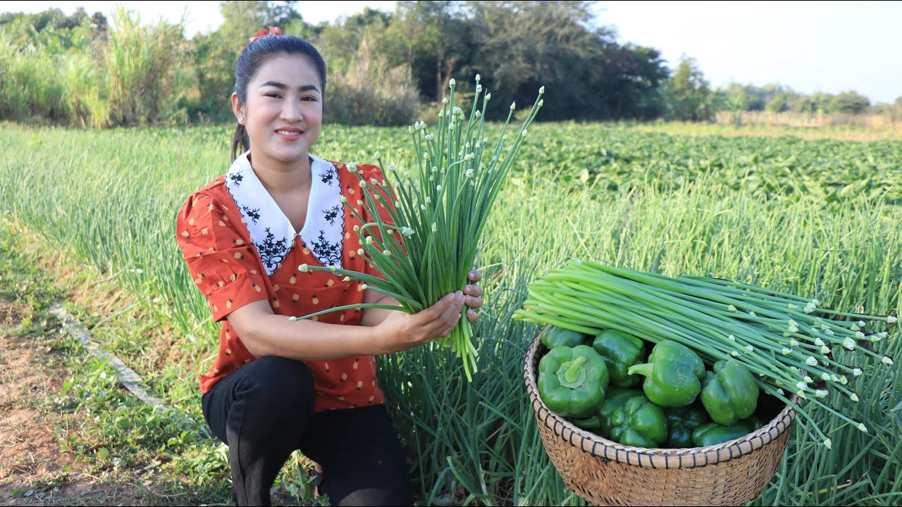 Harvesting garlic flower and bell pepper for cooking /Nutritious food cooking / Cooking with Sreypov