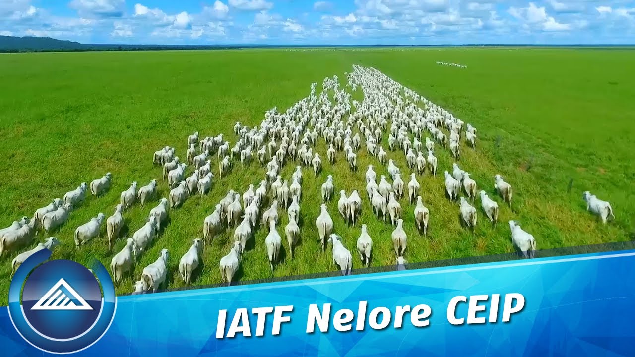 IATF Nelore CEIP
