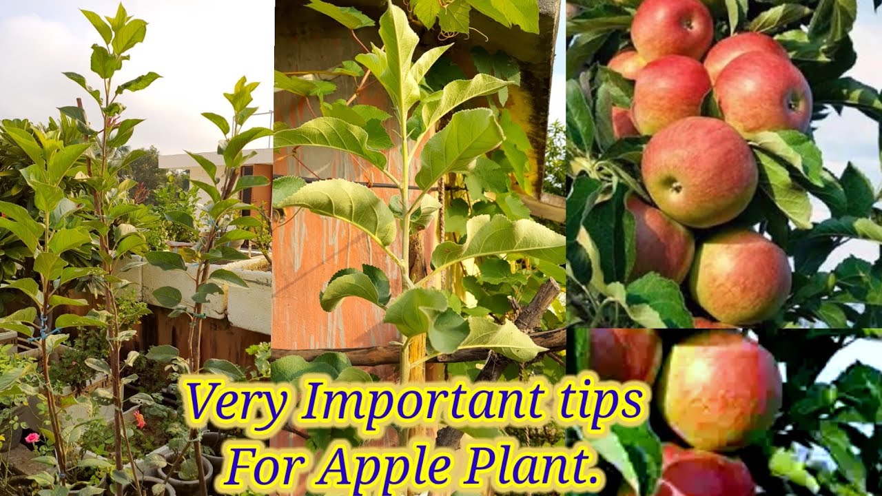 HRMN99,ANNA APPLE 🍎 Plant पर जरूर कीजिए ये काम अभी नहीं तो एप्पल fruting लेने का सपना रह जाएगा#Apple