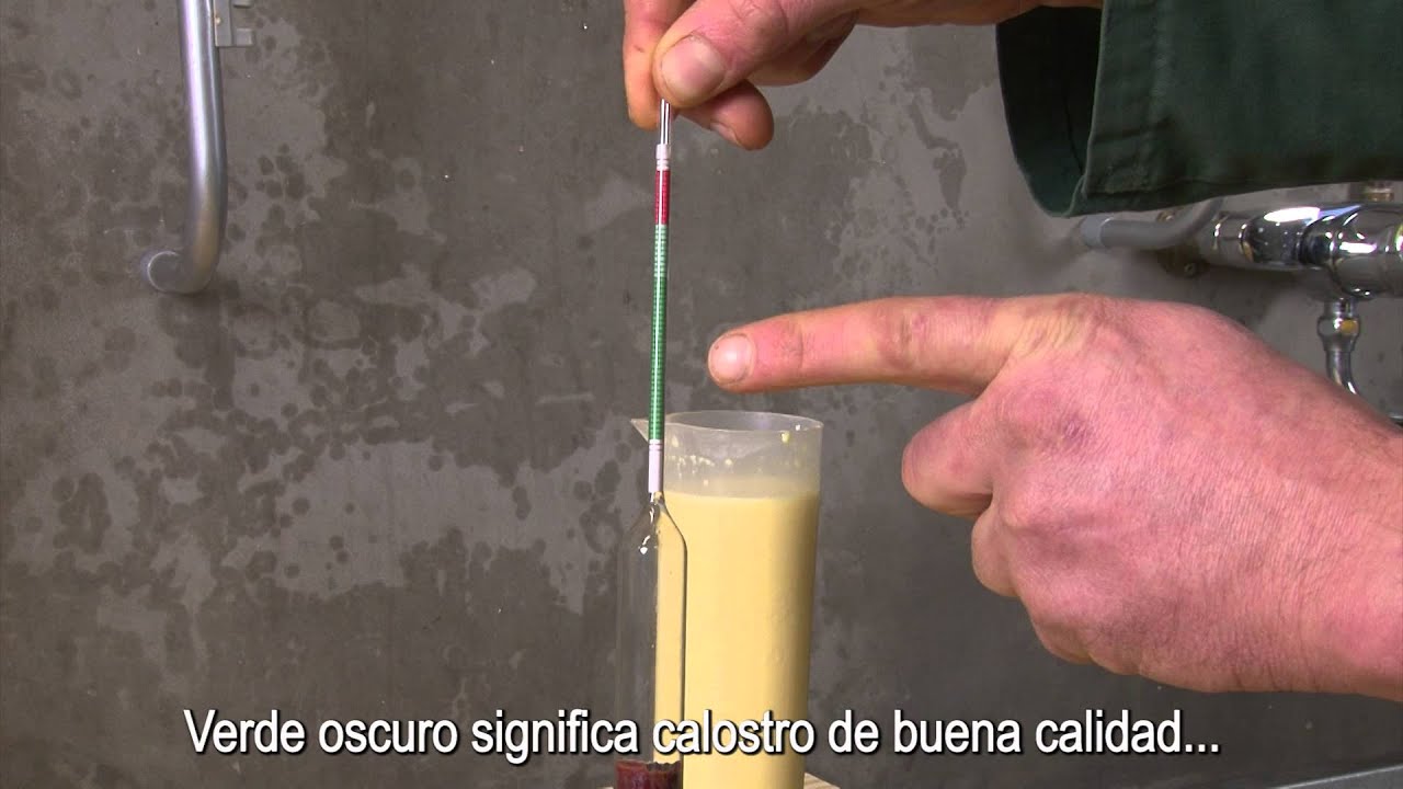 Comprobación de la calidad del calostro con un medidor de calostro