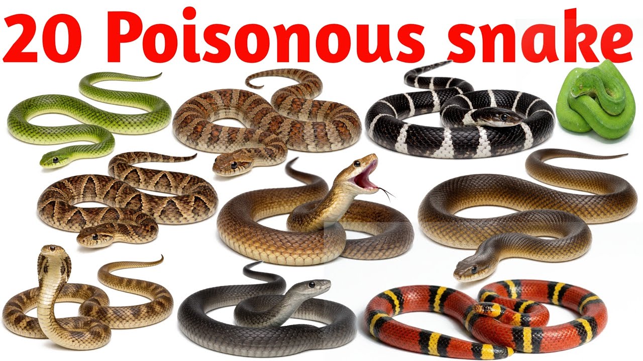 Poisonous Snake Names | Cobra, Krait, Viper | Kids Vocabulary Learning