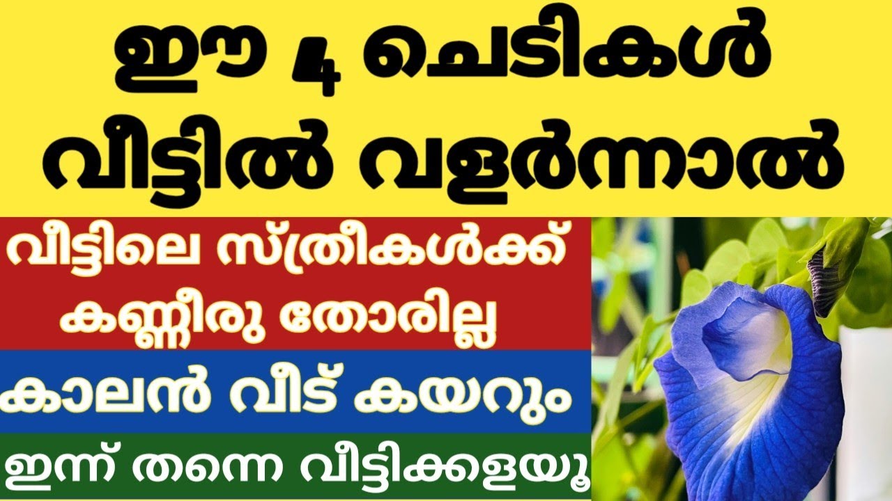 വീട്ടിൽ ഈ ചെടികൾ വളർത്തിയാൽ ആ വീട്ടിലെ സ്ത്രീകളുടെ കണ്ണീരുതോരില്ല|വാസ്തു ദോഷം നിങ്ങളെ തകർക്കും 