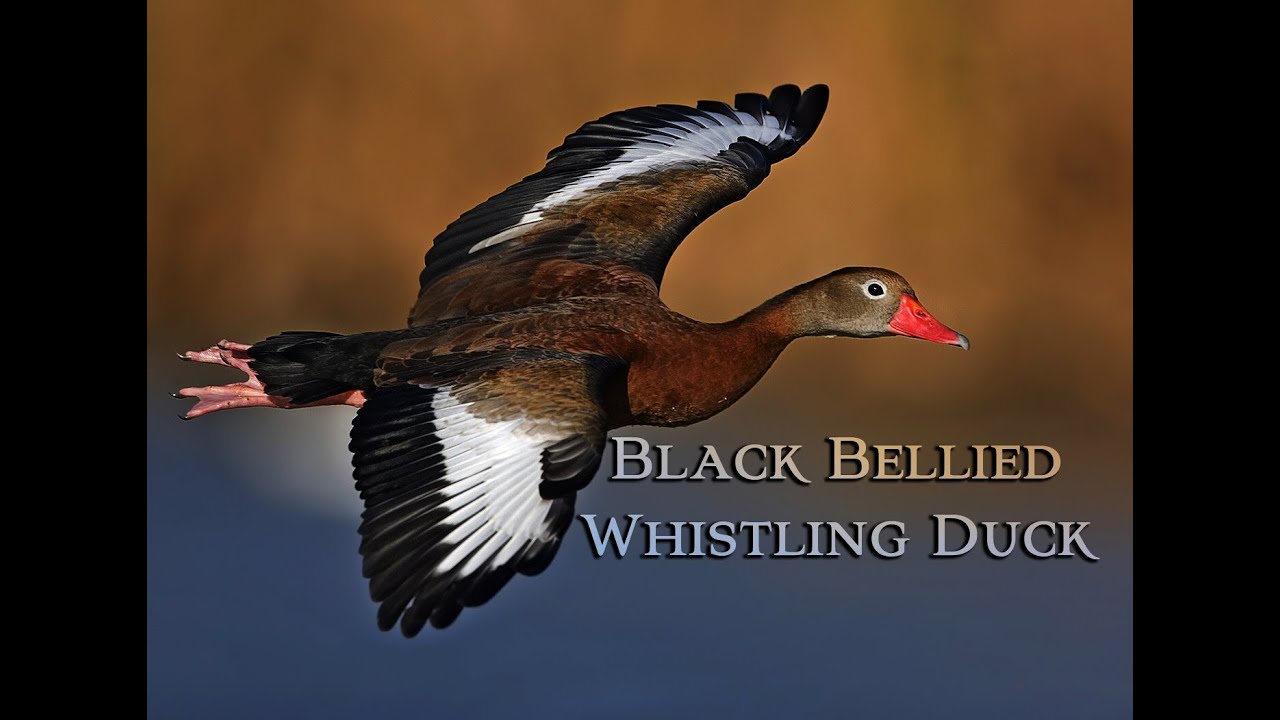Black Bellied Whistling Ducks: things you don't know
