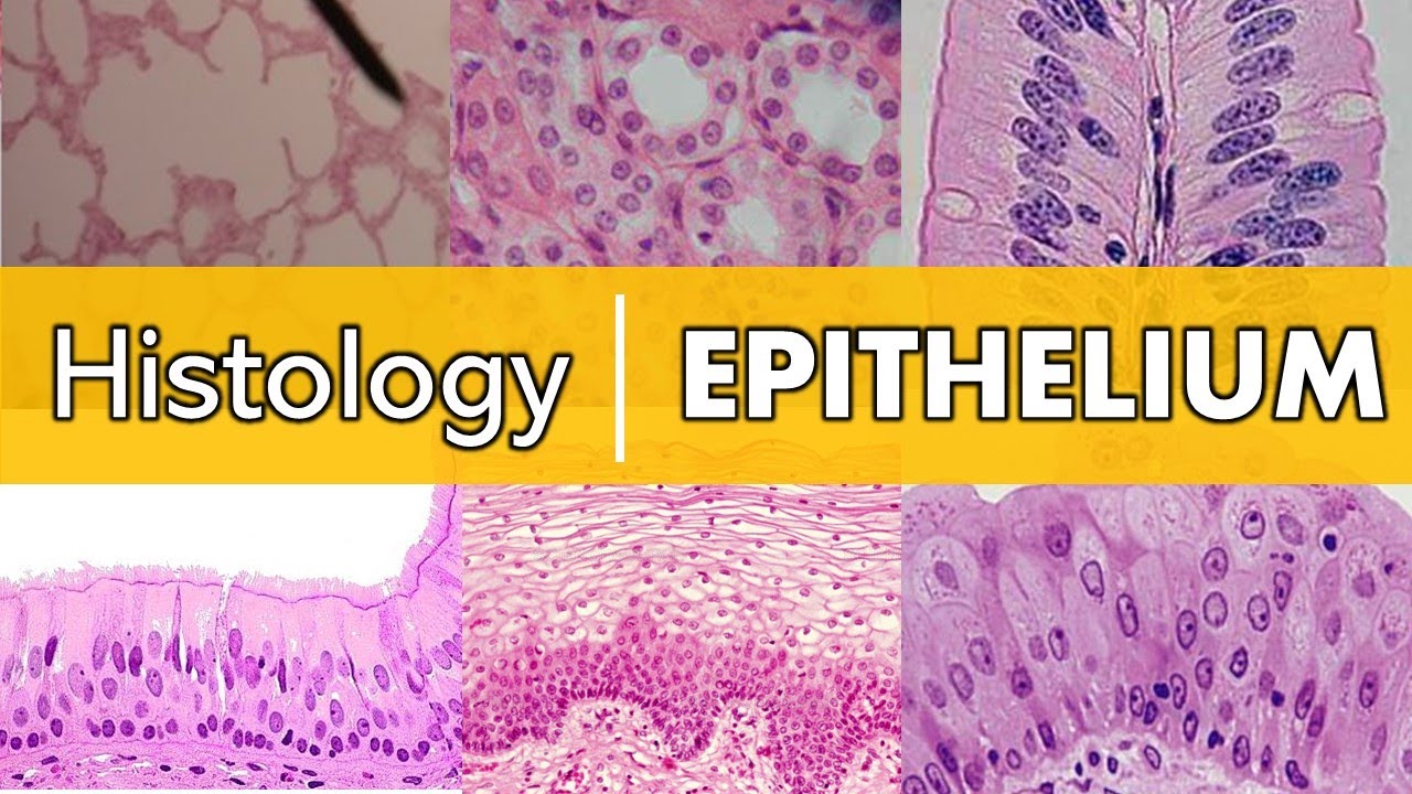 Histology | Epithelium