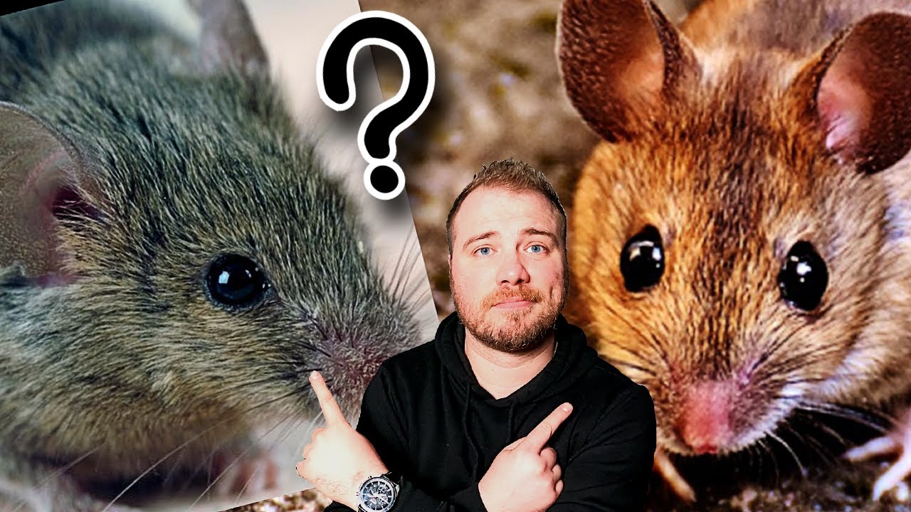 Souris ou Mulot : Comment faire la différence ?