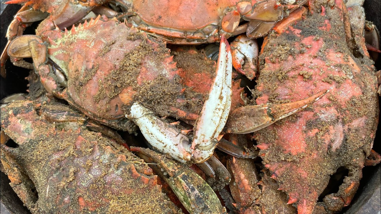 Crabbing at Dauphin island , Alabama ￼#bluecrab #crab #alabama