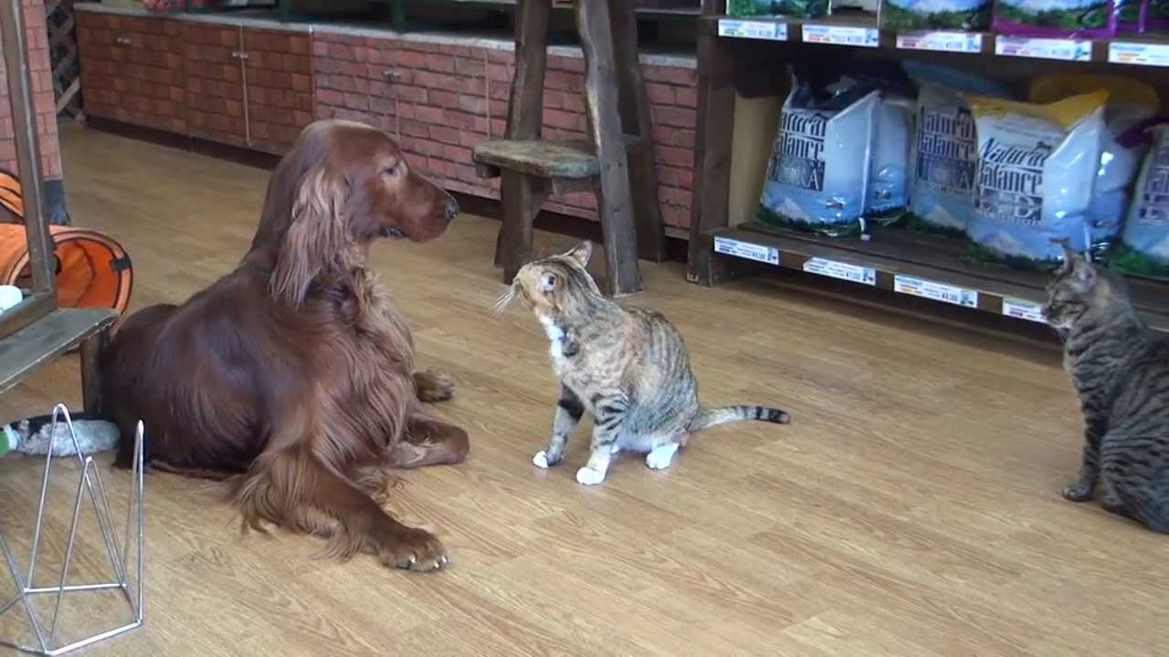 Strong is the cat rather than the Irish Setter