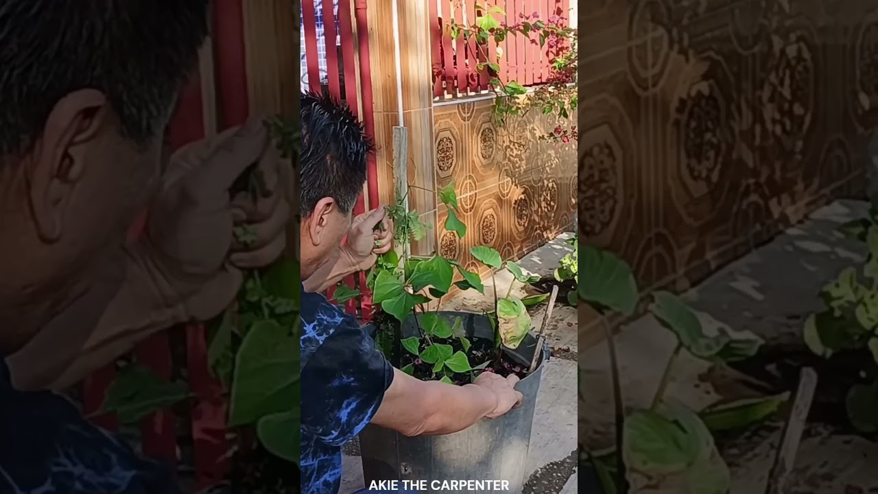 Singkamas or Jicama Small Pot Planting DIY I Fixing Our Plants Landscaping Idea I Akie The Carpenter