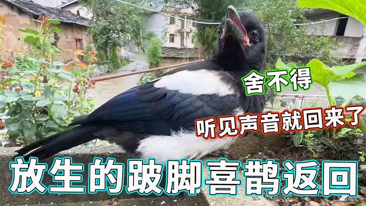 前段时间救助的跛脚喜鹊放生后本以为会回归大自然，没想到过了几天又回来了！这份真情简直让天哥难以言表！【天下一场梦】