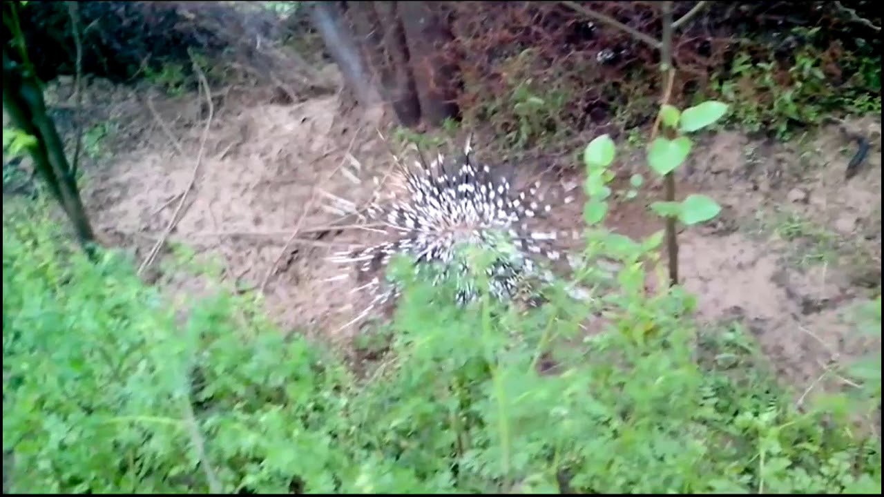 Porcupine trapped