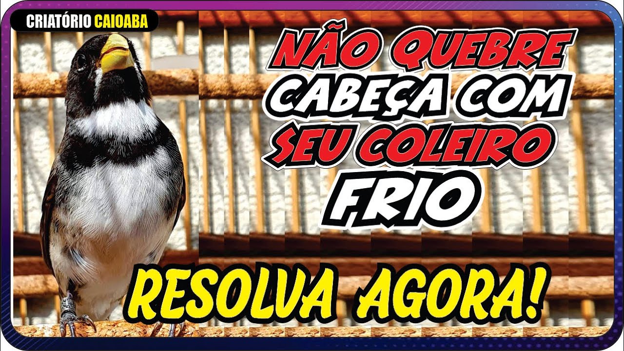 COMO FAZER COLEIRO FRIO FICAR FOGOSO🔥