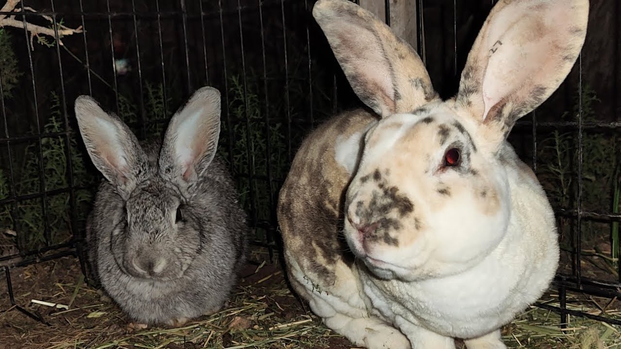 Giant Rex Project Begins! Explanation. #homesteading #rabbitfarming #giantrexrabbit#babyanimals