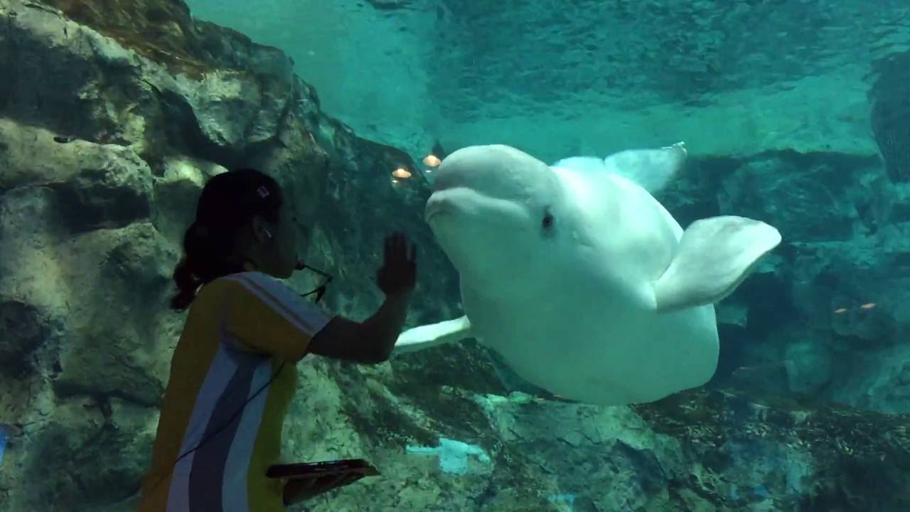名古屋港水族館 ♂ベルーガ ミライ 四歳の誕生日 スペシャルトレーニング完全版 2016/08/02【※ミライは不参加です】