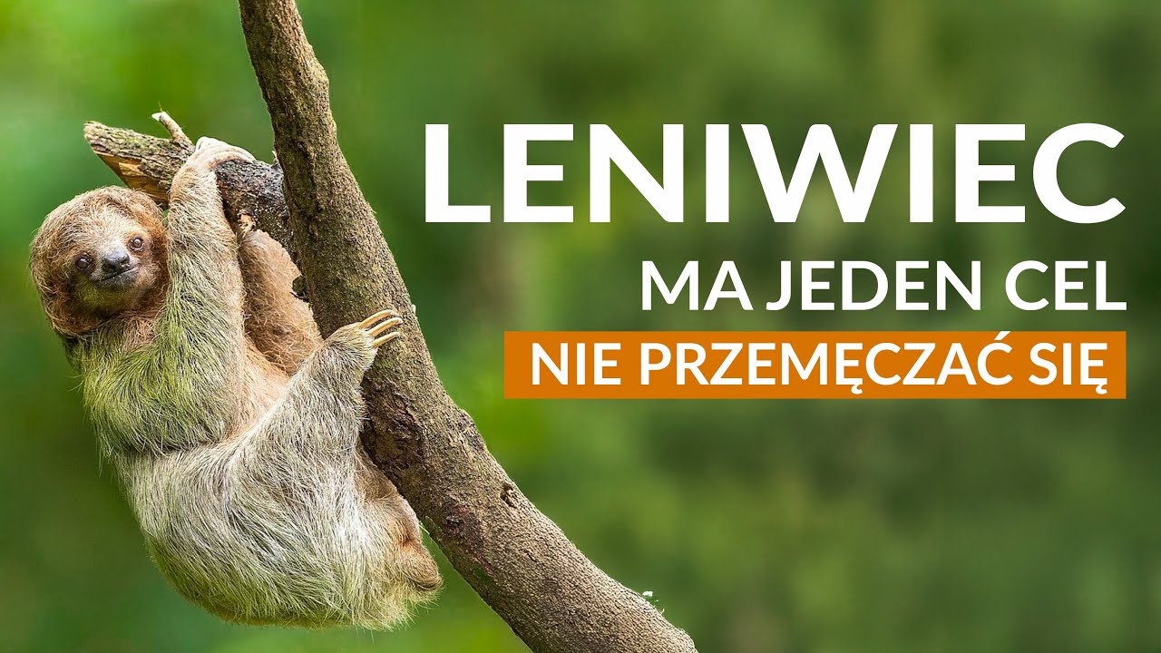 LENIWIEC - ma jeden cel: NIE PRZEMĘCZAĆ SIĘ | Poznaj supermoce leniwca | Dlaczego jest taki powolny?