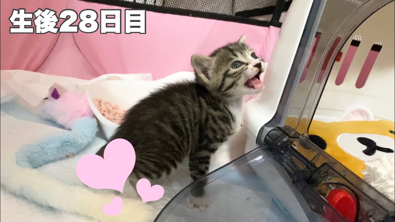 鳴いてうんちをお知らせする子猫＆初めてトイレでおしっこ【ゲンハピノン成長日記#22】Kitten peeing in the toilet for the first time