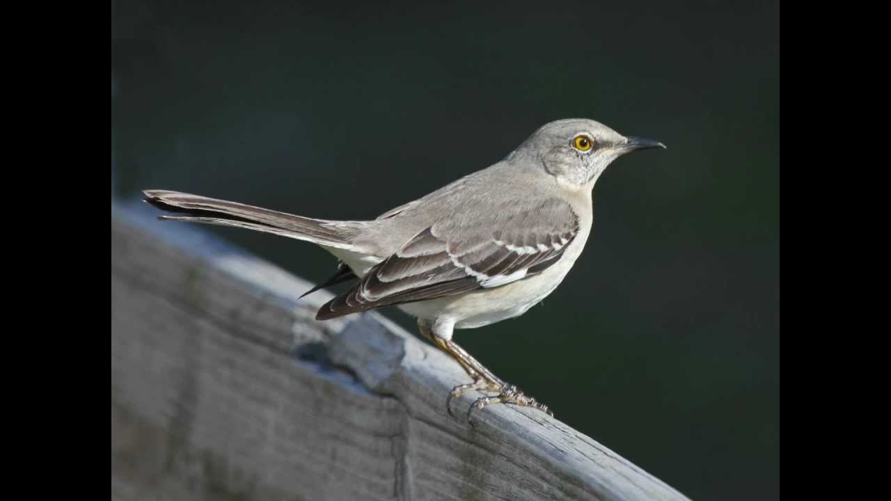 Northern mockingbird (Mimus polyglottos) — night singing