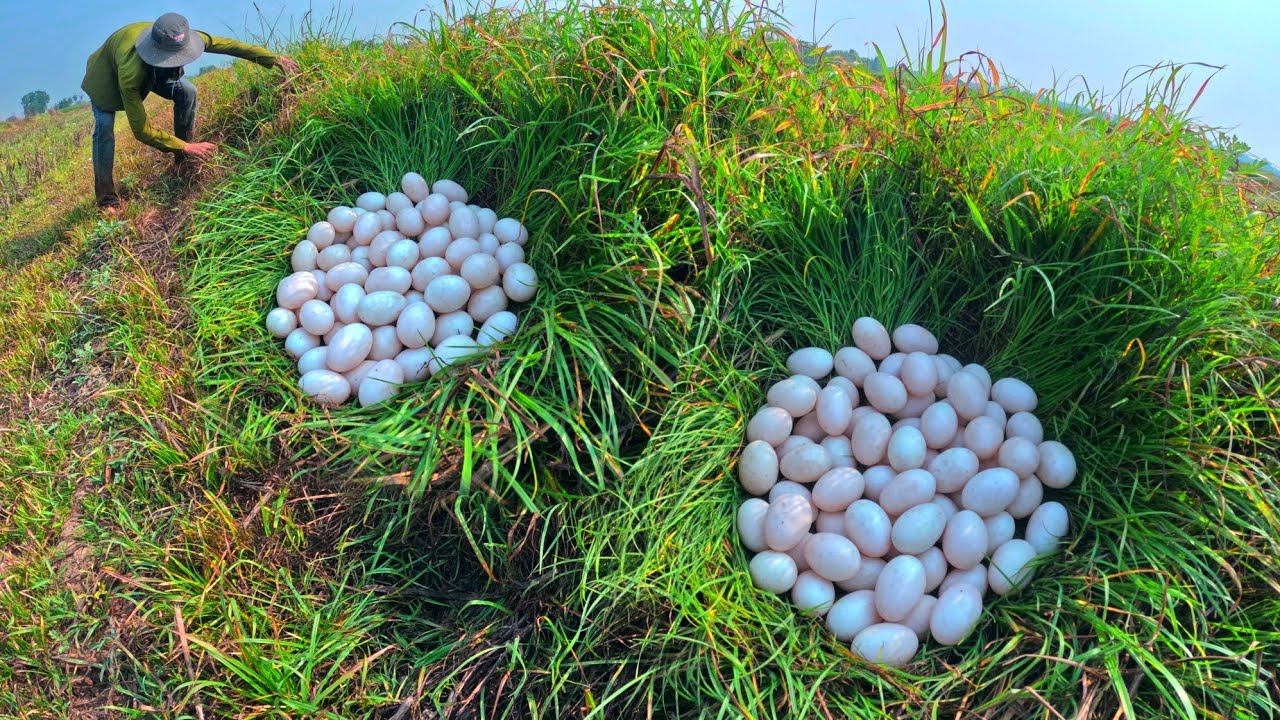 Oh Oh, pick duck eggs under the garss in rice field 