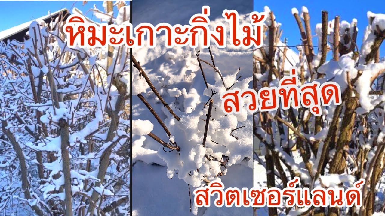 ชมหิมะขาวโพลนสว่างไสวสวยงาม สวิตเซอร์แลนด์