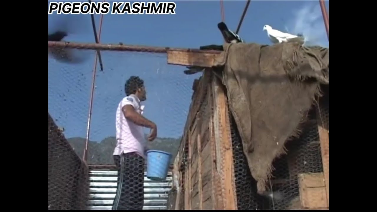 KUBUTAR BAAZI IN KASHMIR | STORY OF PIGEON FANCIERS