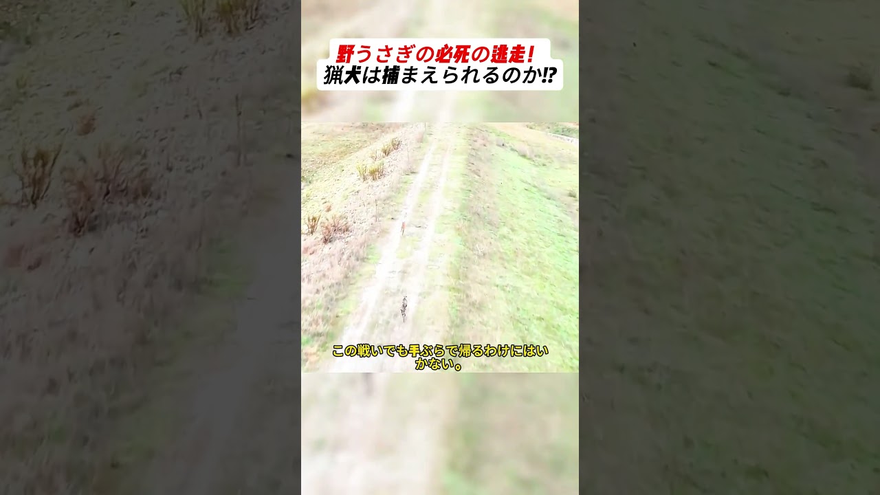 野うさぎの必死の逃走！猟犬は捕まえられるのか!? #野生動物 #逃走劇 #サバイバル #猟犬と野うさぎ #自然の戦い