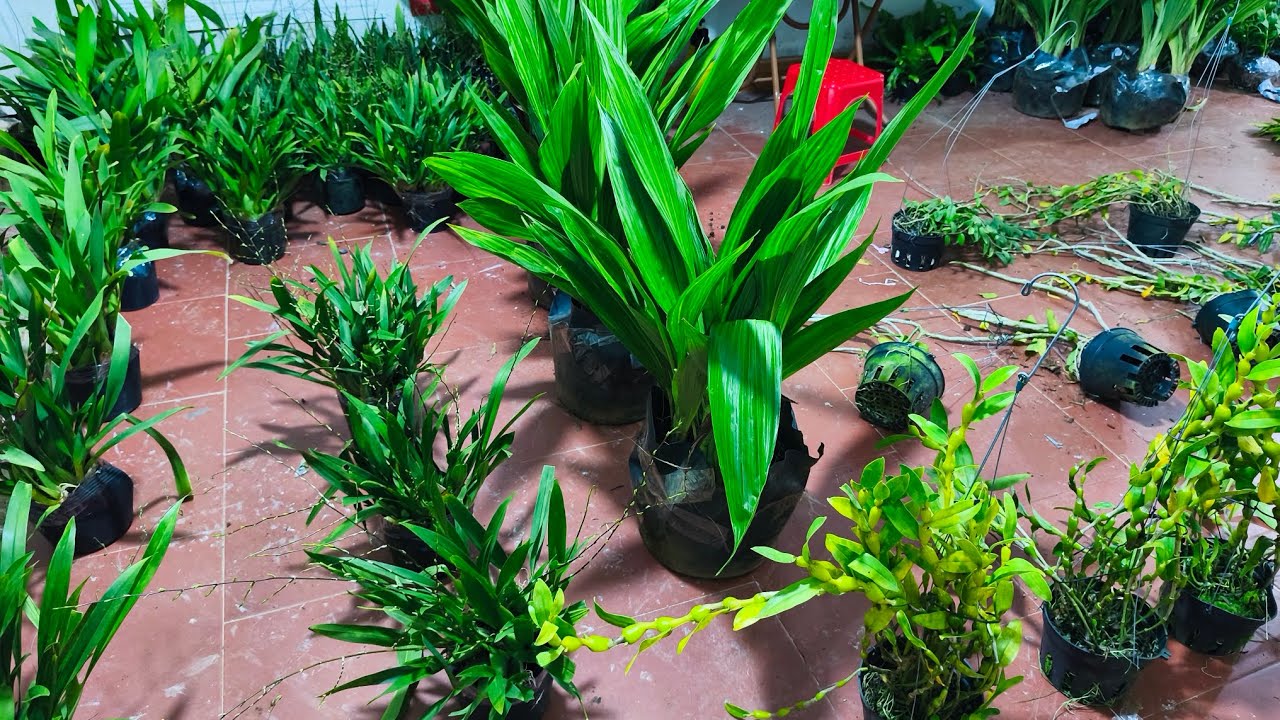 Lan rừng tối 07/1_siêu nhiều lan vũ nữ,đen rô xuân,hạc đỉnh,kiều,hồ điệp,chuỗi ngọc,thọ_0392598516