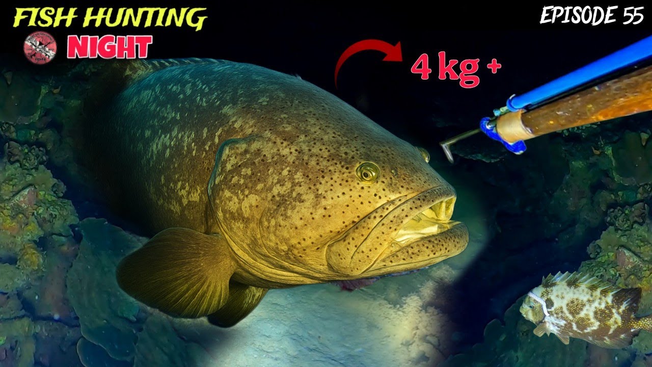 JACKPOT !! EP 55 NIGHT SPEARFISHING | FISH HUNTING NIGHT