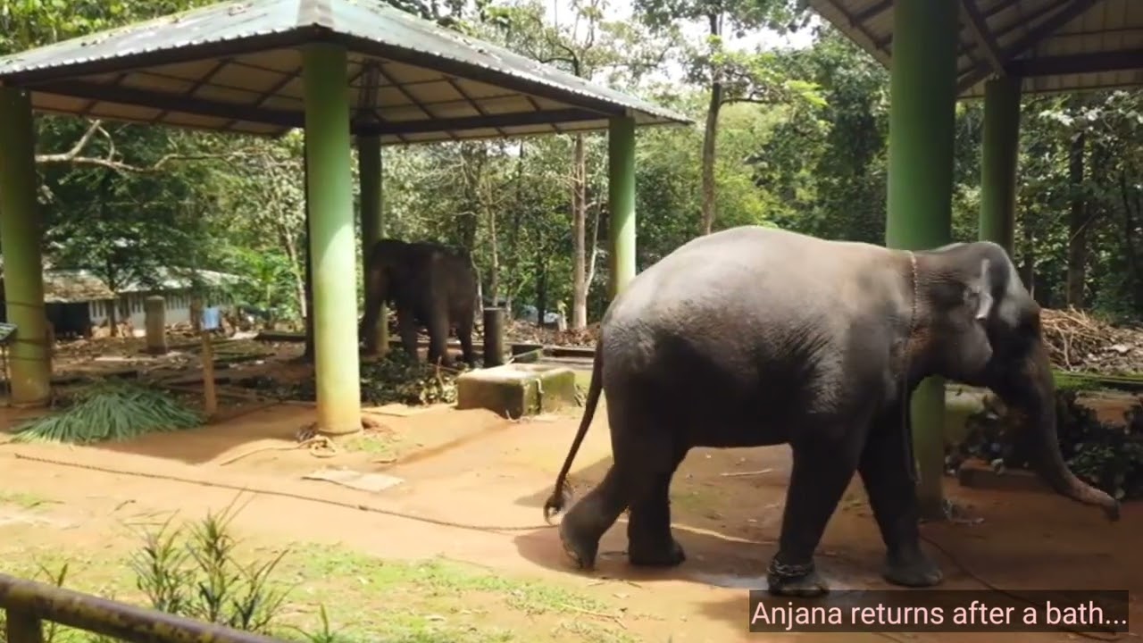 Meeting the elephants @ Kaprikkad