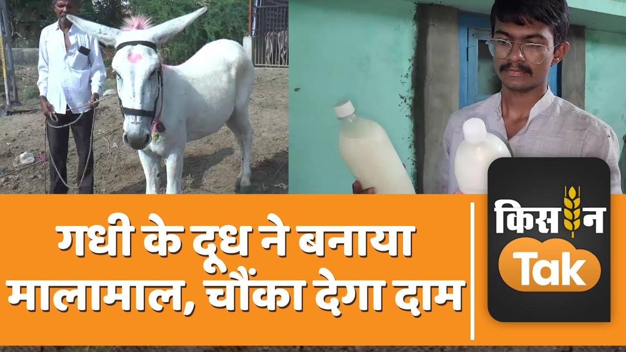 Donkey Milk: दुनिया जिसको समझती है निकम्मा, आज उसी के दूध से युवक बन गया मालामाल | Kisan Tak