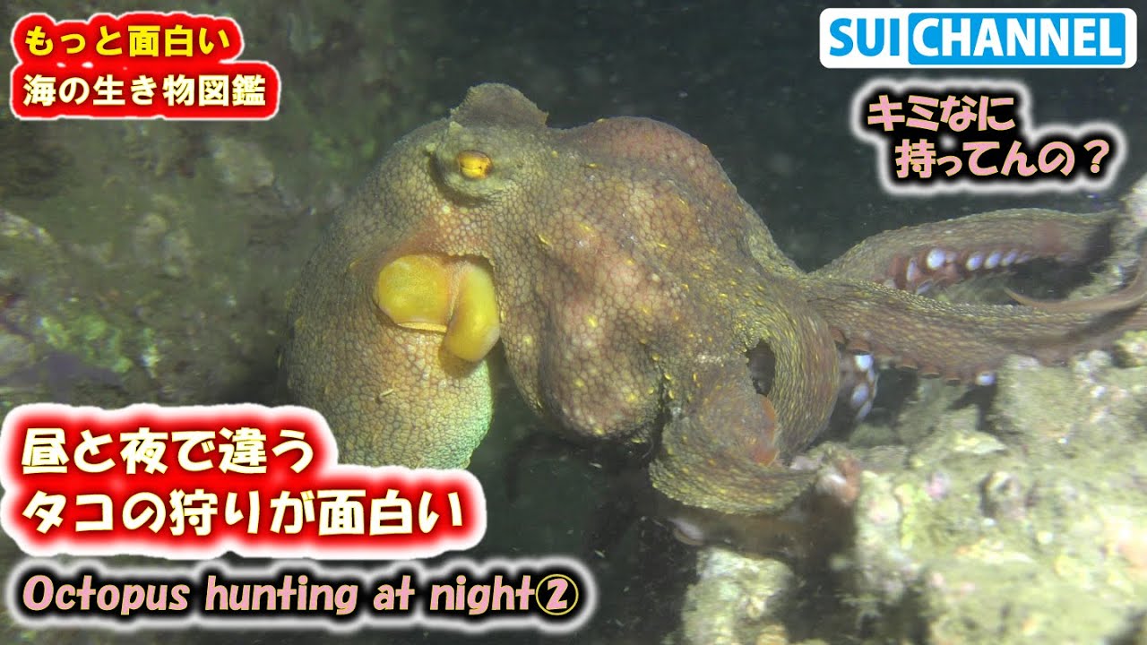 タコ怖すぎ！夜の海で狩りするタコが凄かった！　Octopus hunting at night②