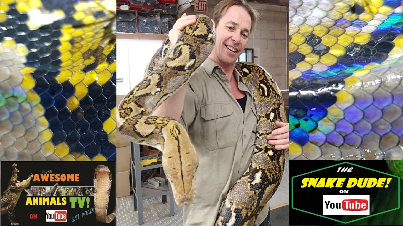 RETICULATED PYTHON - Snake Rescue & Release in BALI - The Snake Dude on YouTube!大きい ニシキヘビ Ular Piton