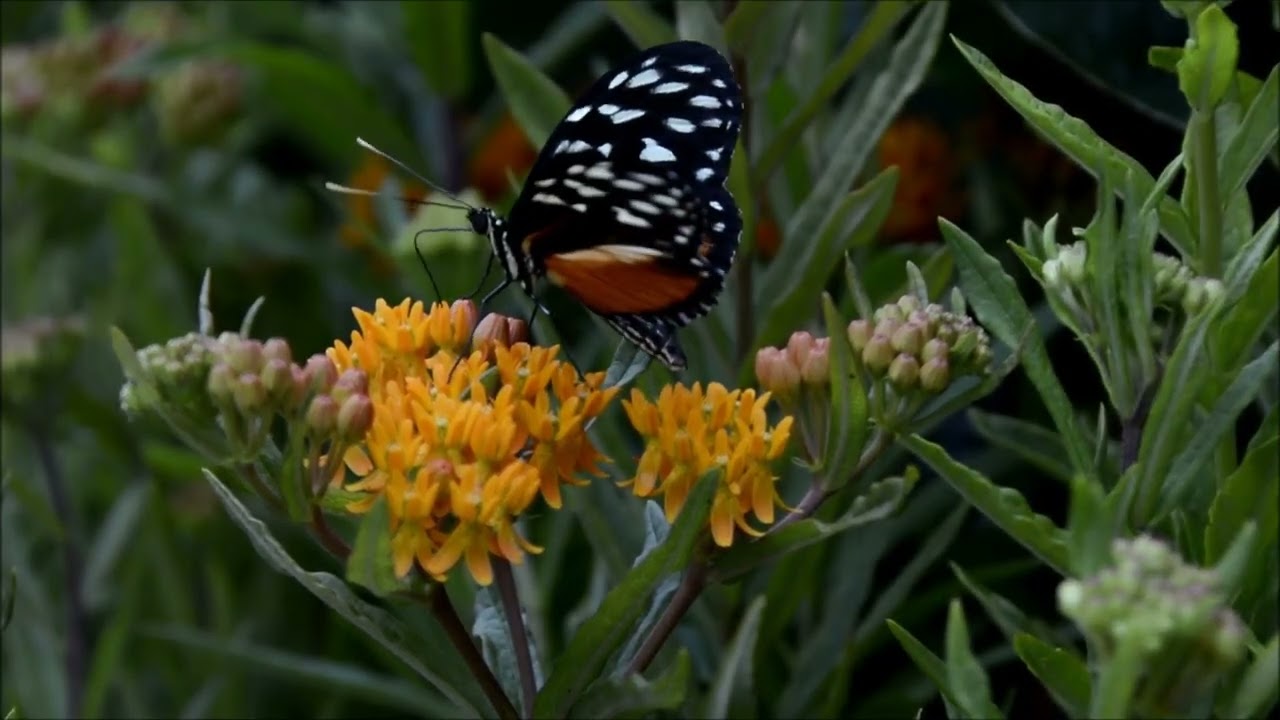 Studio Botanic video 3