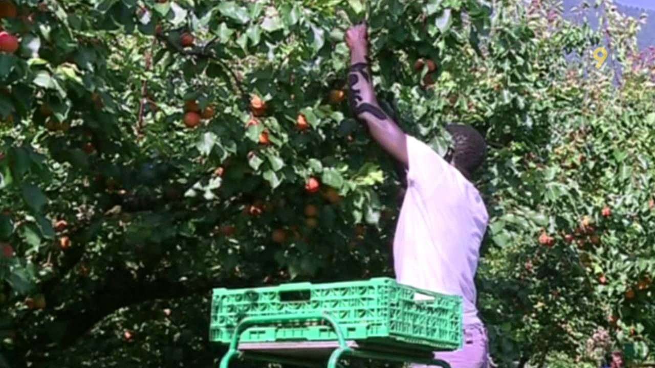 Ils sont enfin là, les abricots du Valais!