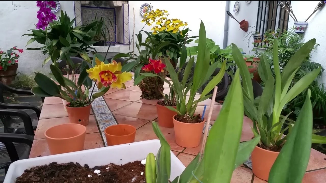 Recupera orquídeas con raíces podridas