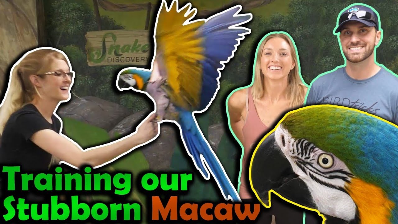 Лётная подготовка в Шайенне! (при участии BirdTricks!)