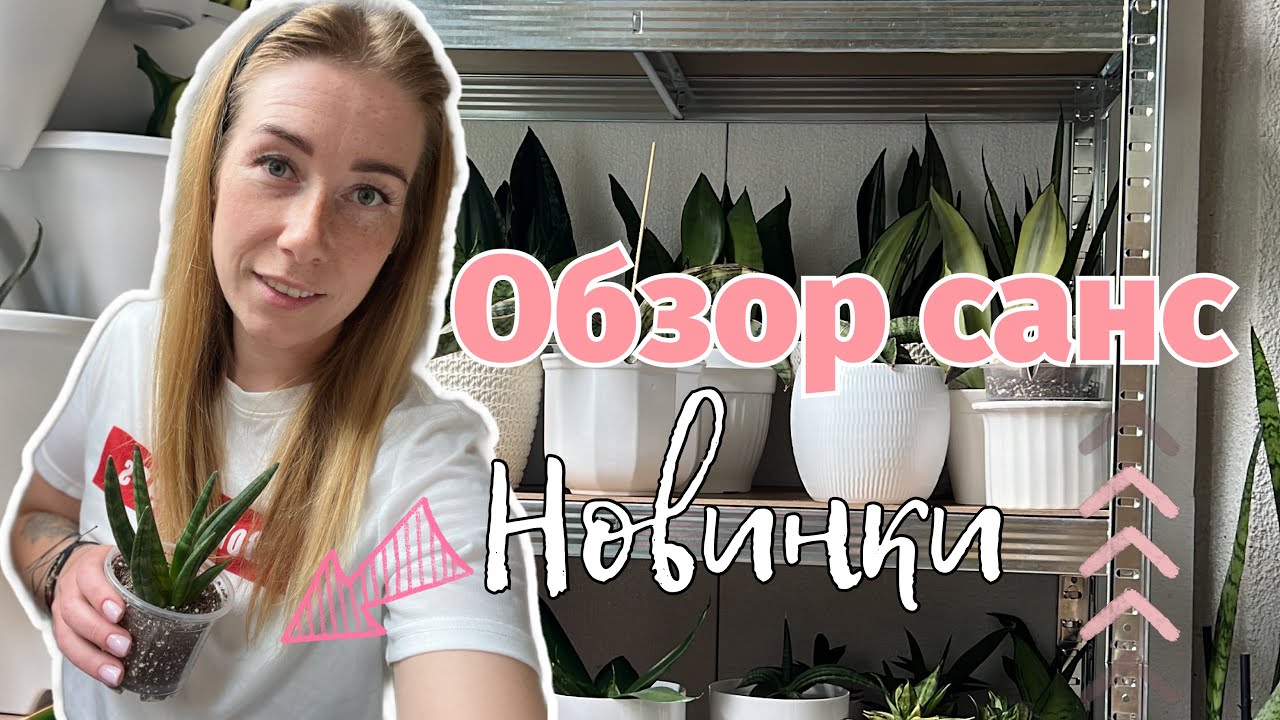 Обзор - новые сансы в моей коллекции #sansevieria #сансы #сансевиерия