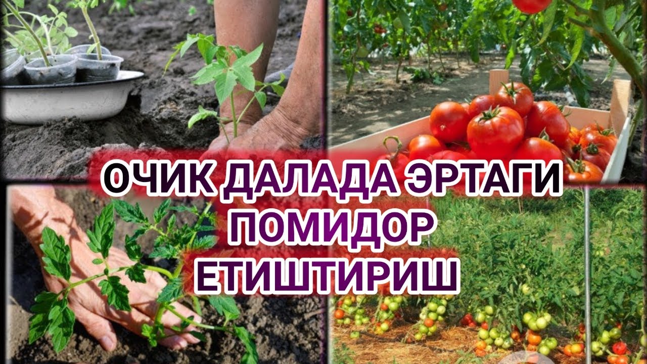 ОЧИК ДАЛАДА ЭРТАГИ ПОМИДОР ЕТИШТИРИШ