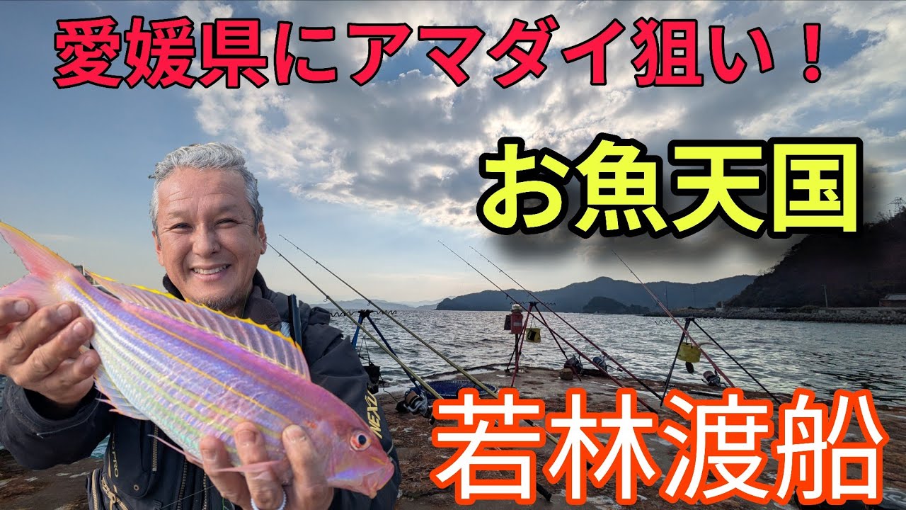 【竿が折れた…】水深40m超えの愛媛・浮き桟橋で魚が爆釣！正体不明の大物ヒット【愛媛県に投げ釣りでアマダイを狙う！#2】