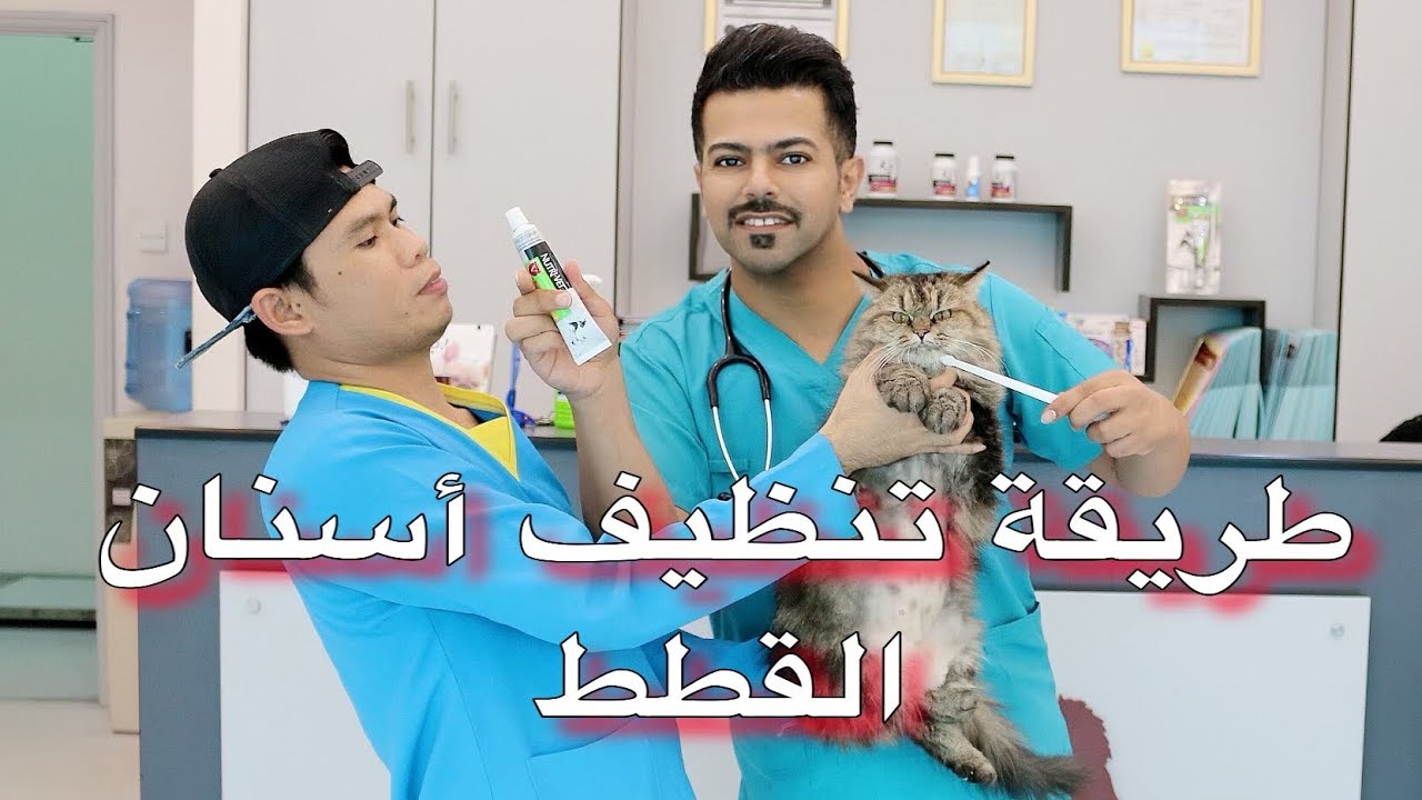 طريقة تنظيف اسنان القطط