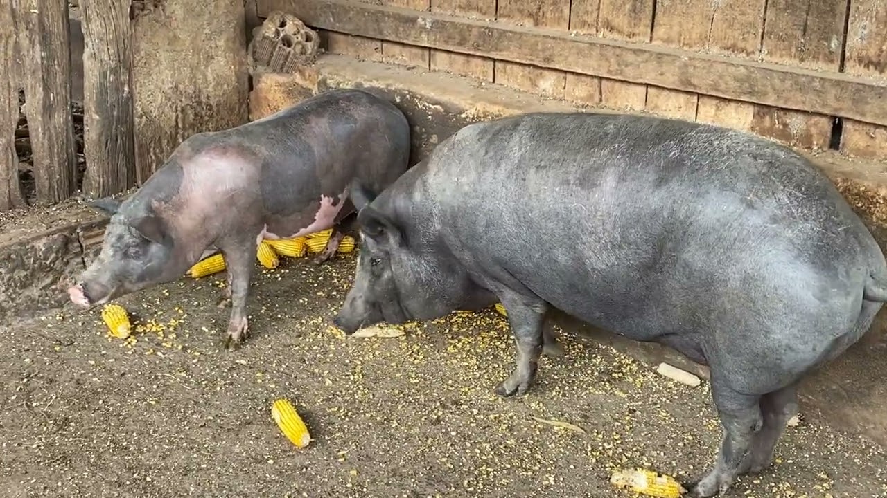 Bom dia na fazendinha 👨‍🌾🙌