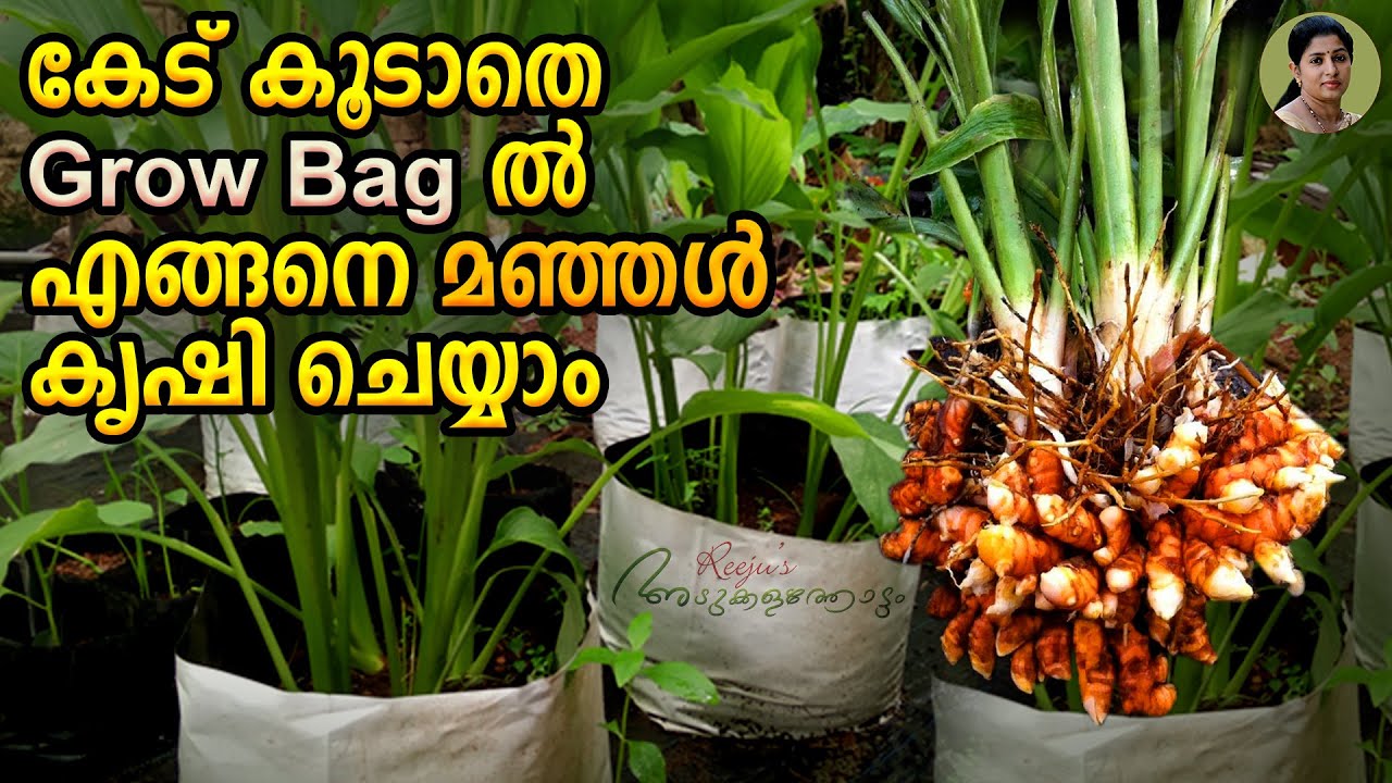 കേട് കൂടാതെ Grow Bag ൽ എങ്ങനെ മഞ്ഞൾ കൃഷി ചെയ്യാം | How to Grow Turmeric In Grow Bags